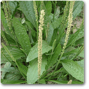 Plantago spp. - Plant