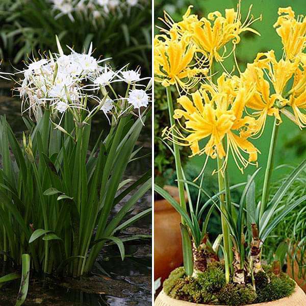 Pleasant Spider Lily - 20 Bulbs Pack