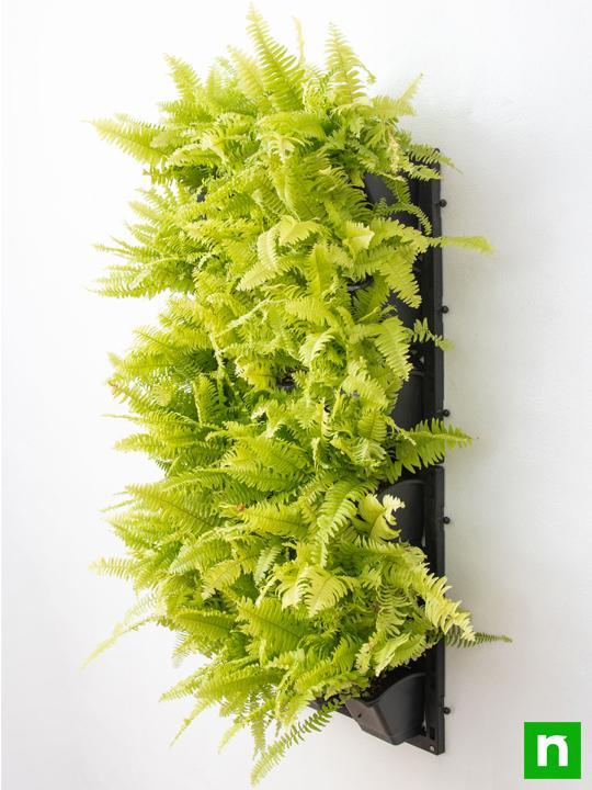 Pleasing Indoor Vertical Garden with Golden Fern Plants - Image 2
