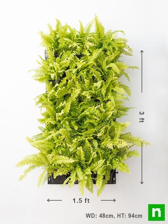 Pleasing Indoor Vertical Garden with Golden Fern Plants - Image 3