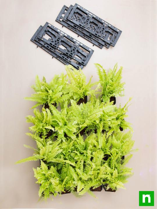 Pleasing Indoor Vertical Garden with Golden Fern Plants - Image 4