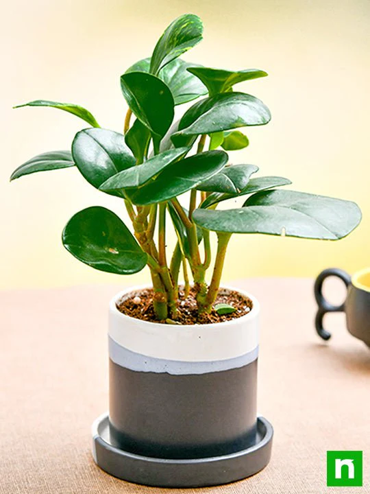 Pleasing Peperomia in Ceramic Pot - Image 2