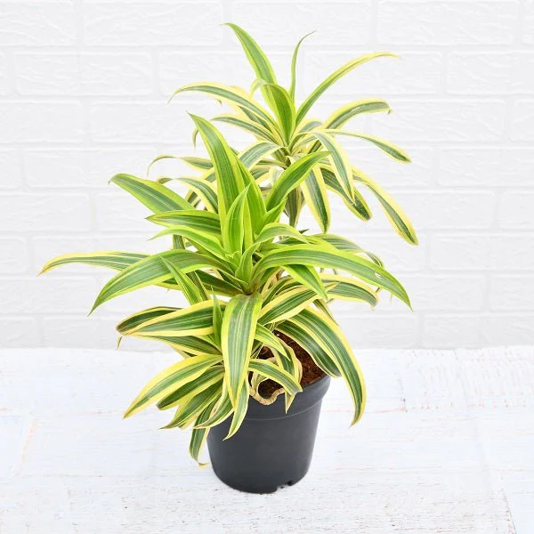 Pleomele, Song of India (Golden) - Plant - Image 3