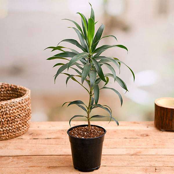 Pleomele, Song of India (Green) - Plant