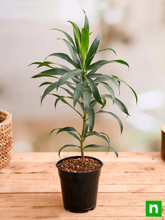 Pleomele, Song of India (Green) - Plant - Image 2