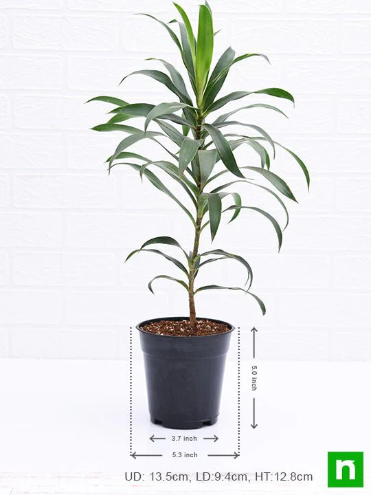 Pleomele, Song of India (Green) - Plant - Image 3