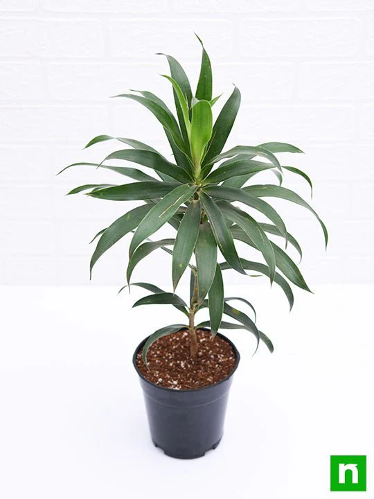 Pleomele, Song of India (Green) - Plant - Image 4