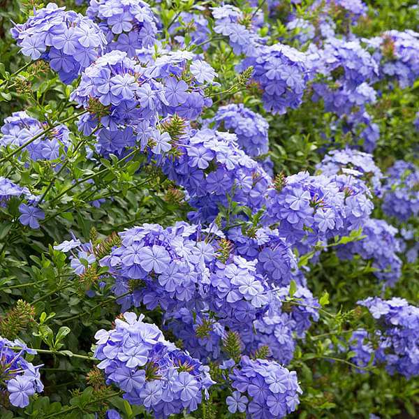 Plumbago (Blue) - Plant - Image 2