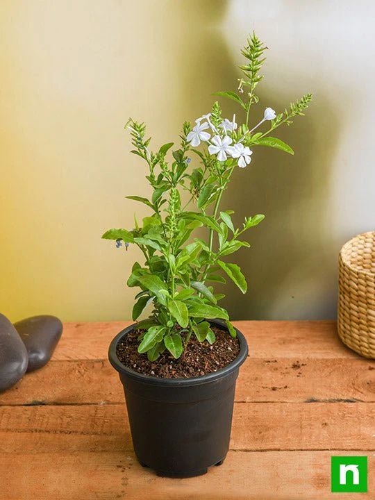 Plumbago White - Plant - Image 2