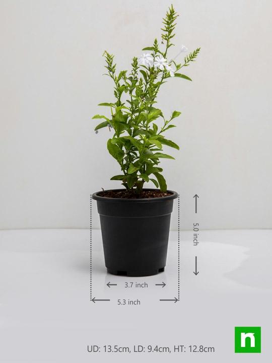 Plumbago White - Plant - Image 3