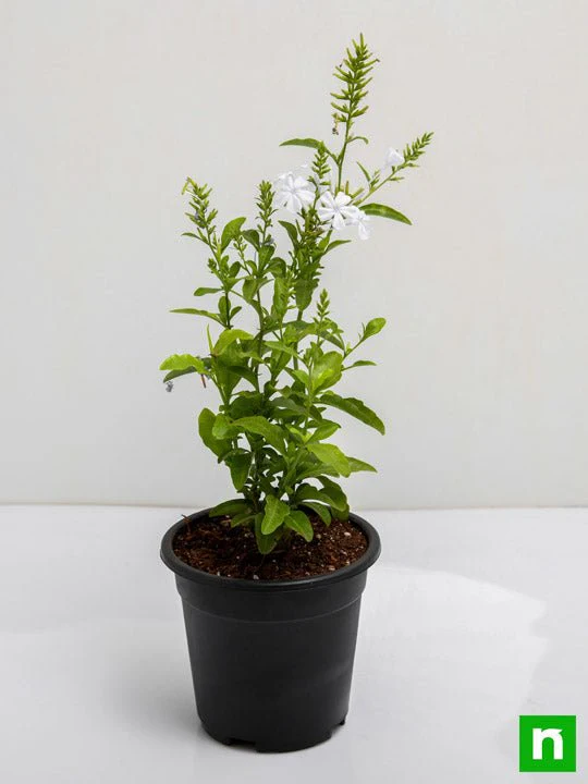 Plumbago White - Plant - Image 4