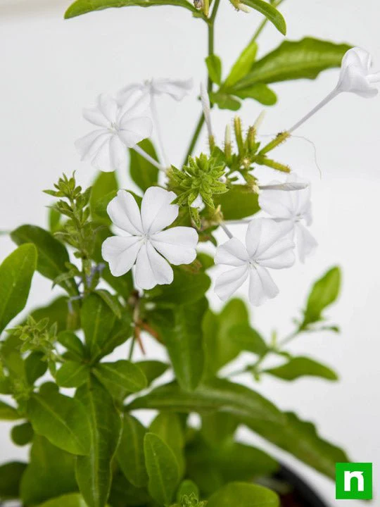 Plumbago White - Plant - Image 5