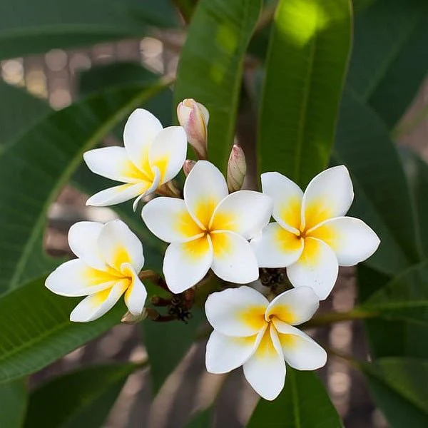 Plumeria, Champa (White) - Plant - Image 2