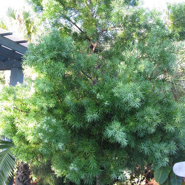 Podocarpus Gracilior - 0.5 kg Seeds - Image 2