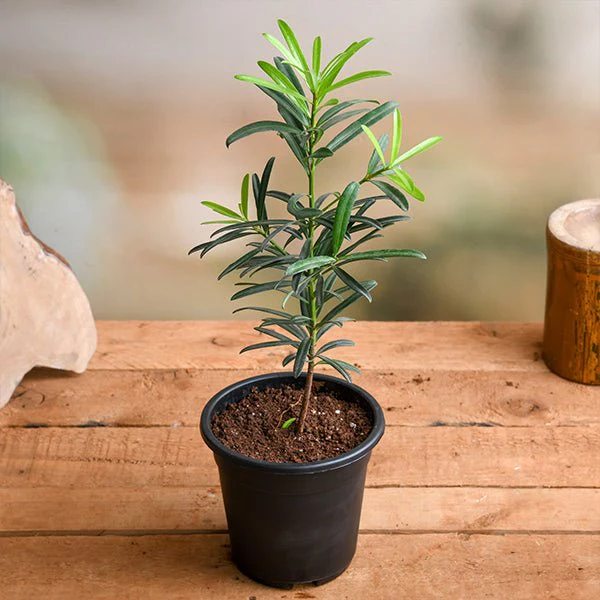 Podocarpus Macrophyllus, Buddhist Pine, Fern Pine - Plant