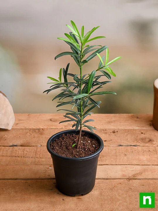 Podocarpus Macrophyllus, Buddhist Pine, Fern Pine - Plant - Image 2