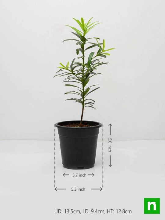 Podocarpus Macrophyllus, Buddhist Pine, Fern Pine - Plant - Image 3