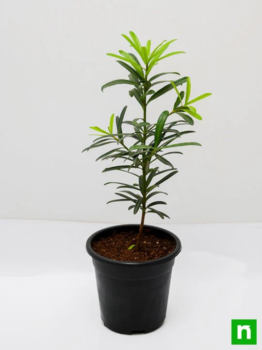 Podocarpus Macrophyllus, Buddhist Pine, Fern Pine - Plant - Image 4