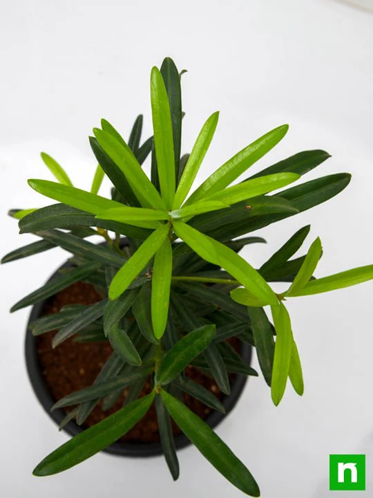 Podocarpus Macrophyllus, Buddhist Pine, Fern Pine - Plant - Image 5