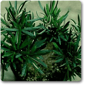 Brown Pine, Podocarpus Neriifolius - Plant