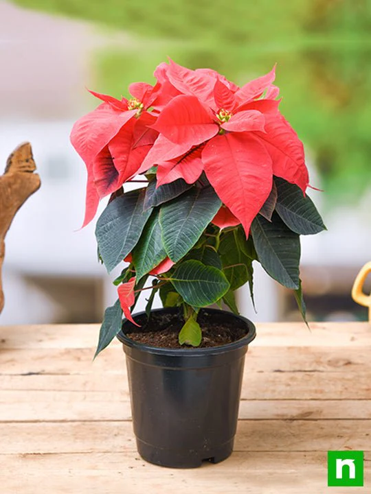 Poinsettia, Christmas Flower (Any color) - Plant - Image 2