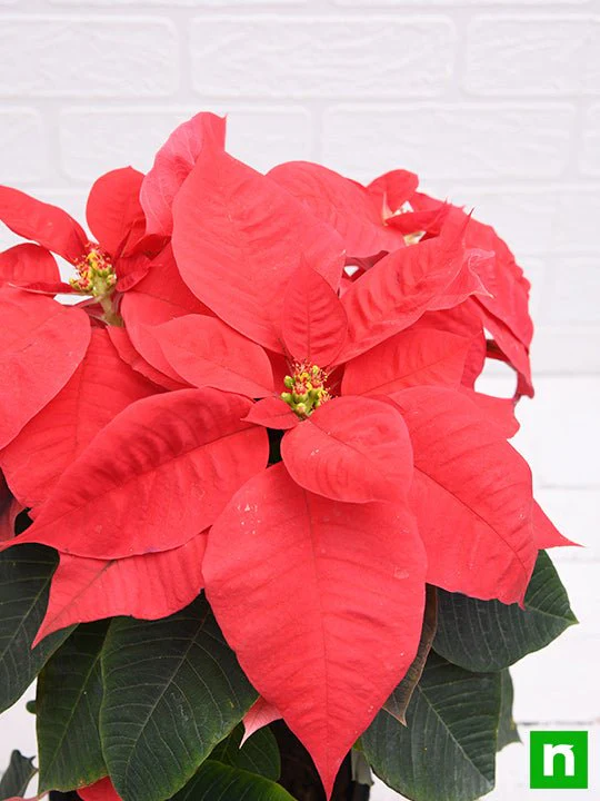 Poinsettia, Christmas Flower (Any color) - Plant - Image 5