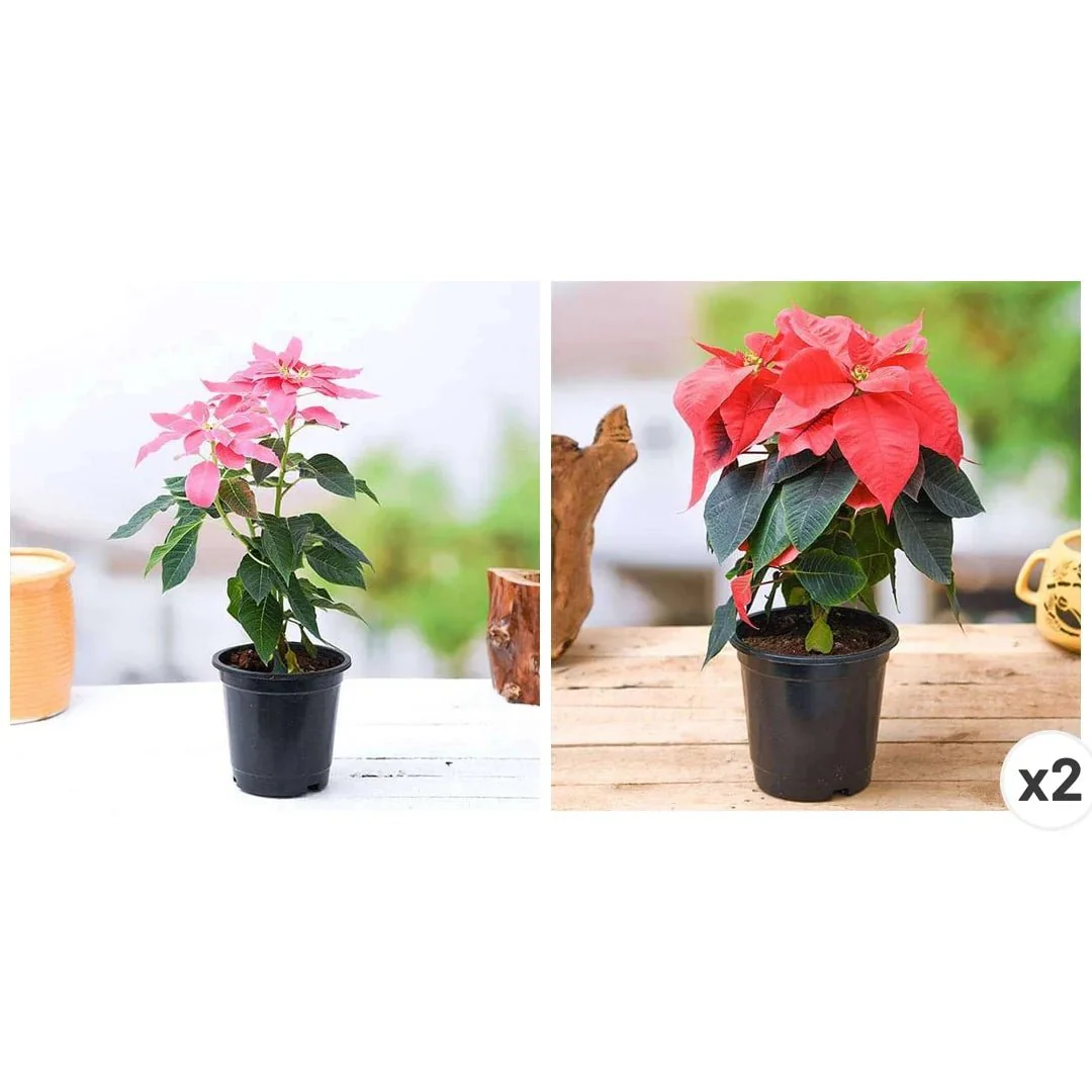 Poinsettia, Christmas Flower ( Pack of 3 ) Plants - Image 2
