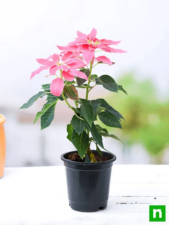Poinsettia, Christmas Flower (Pink) - Plant - Image 2