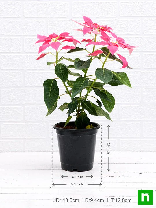 Poinsettia, Christmas Flower (Pink) - Plant - Image 3