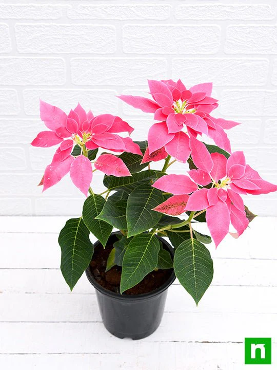 Poinsettia, Christmas Flower (Pink) - Plant - Image 4