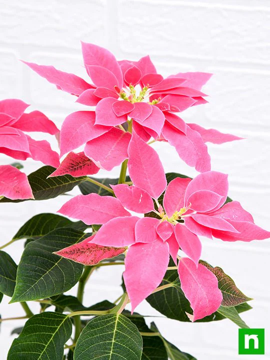 Poinsettia, Christmas Flower (Pink) - Plant - Image 5