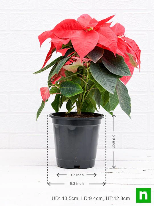 Poinsettia, Christmas Flower (Red) - Plant - Image 3
