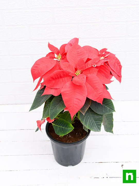 Poinsettia, Christmas Flower (Red) - Plant - Image 4