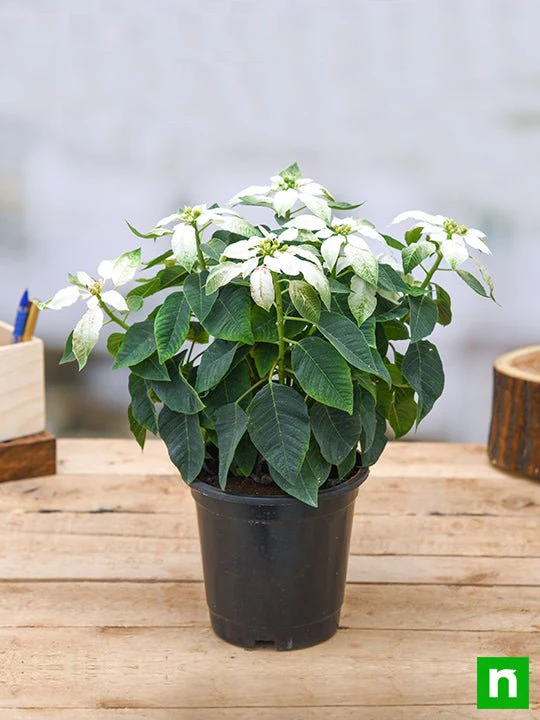 Poinsettia, Christmas Flower (White) - Plant - Image 2