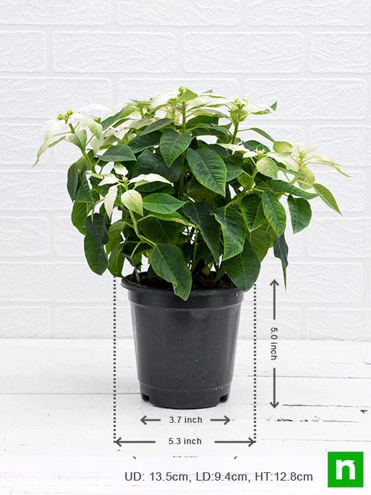 Poinsettia, Christmas Flower (White) - Plant - Image 3