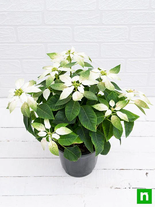 Poinsettia, Christmas Flower (White) - Plant - Image 4