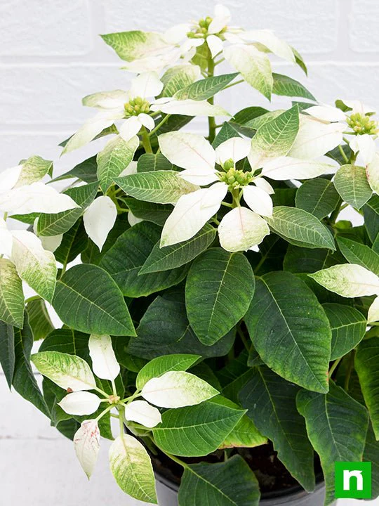 Poinsettia, Christmas Flower (White) - Plant - Image 5