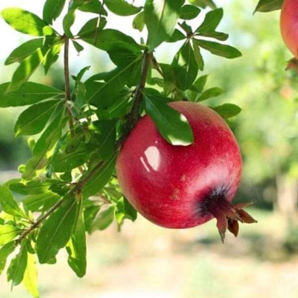 Pomegranate, Annar, Anar - Plant - Image 2