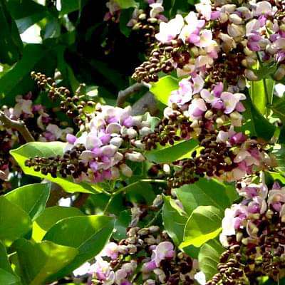 Pongamia Pinnata, Karanj - Plant