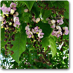 Pongamia Pinnata, Karanj - Plant - Image 2
