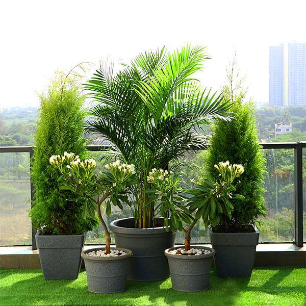 Popular Outdoor Plants for Gardening on Terrace - Image 3