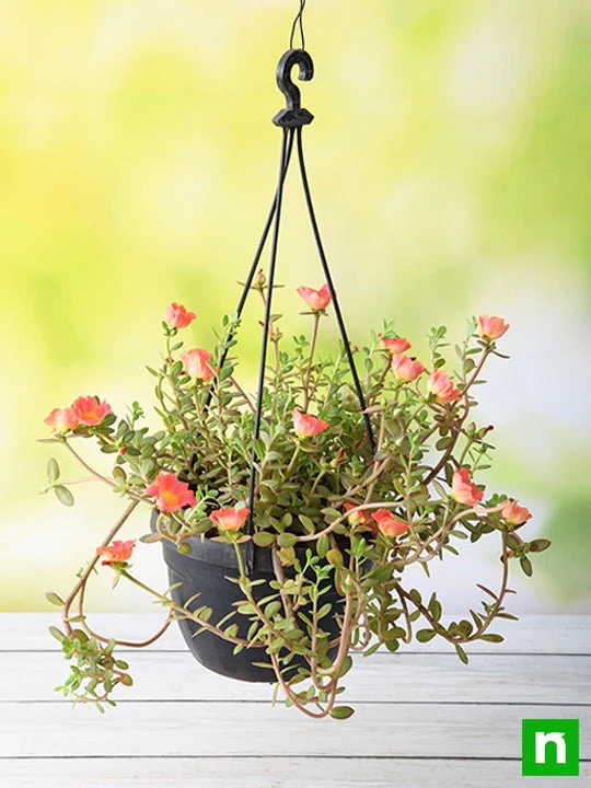 Portulaca,10 O Clock (Any Color, Hanging Basket) - Plant - Image 2