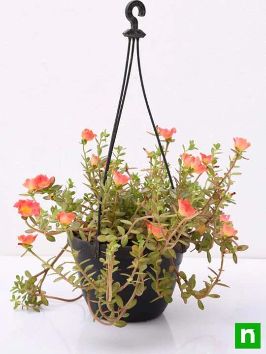 Portulaca,10 O Clock (Any Color, Hanging Basket) - Plant - Image 3