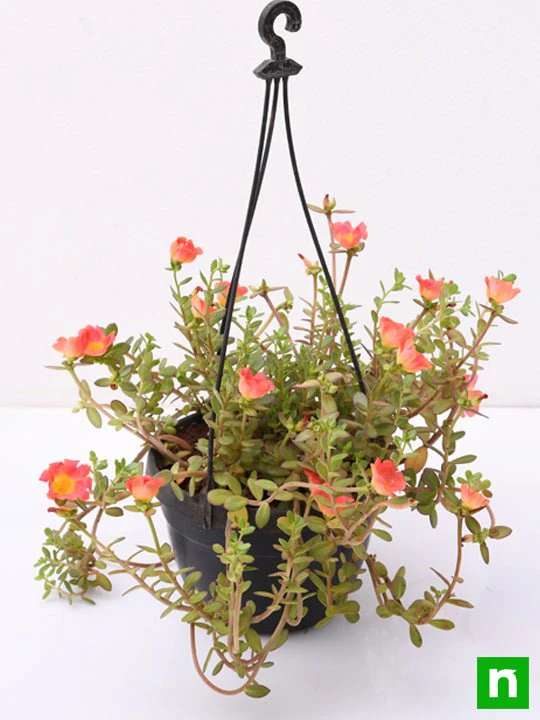 Portulaca,10 O Clock (Any Color, Hanging Basket) - Plant - Image 4