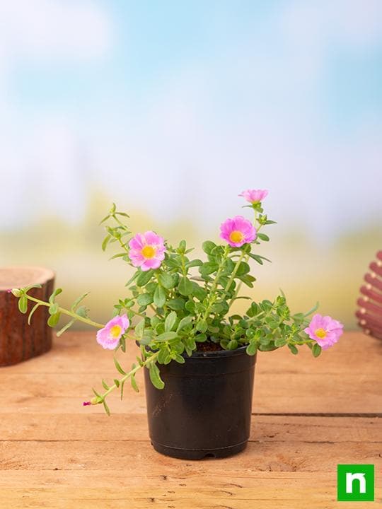 Portulaca, 10 O Clock (Pink) - Plant - Image 2