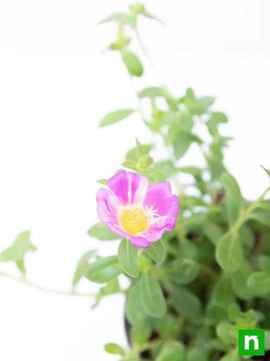Portulaca, 10 O Clock (Pink) - Plant - Image 5