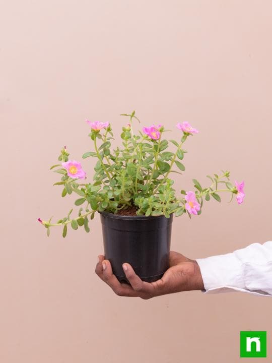 Portulaca, 10 O Clock (Pink) - Plant - Image 6