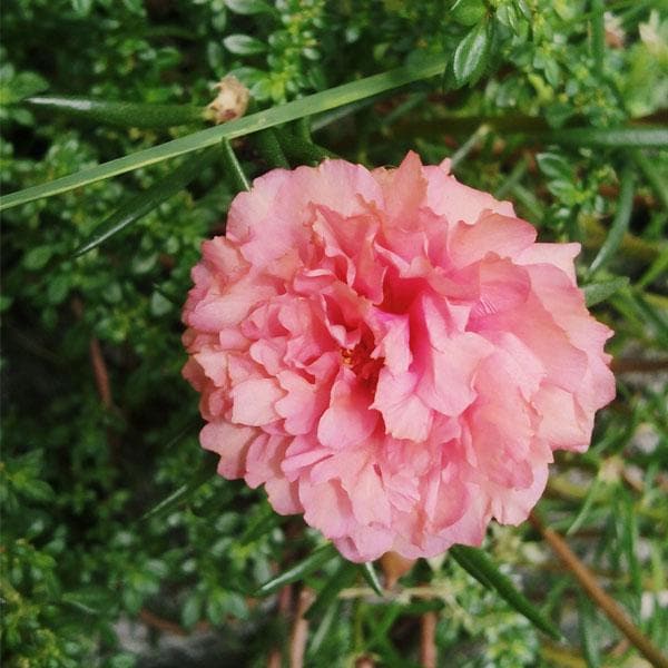 Portulaca, 9 O Clock (Peach) - Plant - Image 2