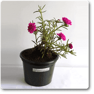 Portulaca, 9 O Clock (Pink) - Plant - Image 3