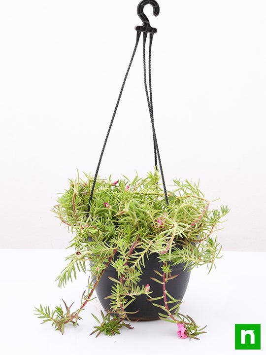 Portulaca, 9 O Clock (Any Color, Hanging Basket) - Plant - Image 3